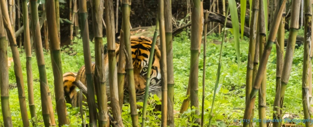 Sumatran Tiger, Perth Zoo
