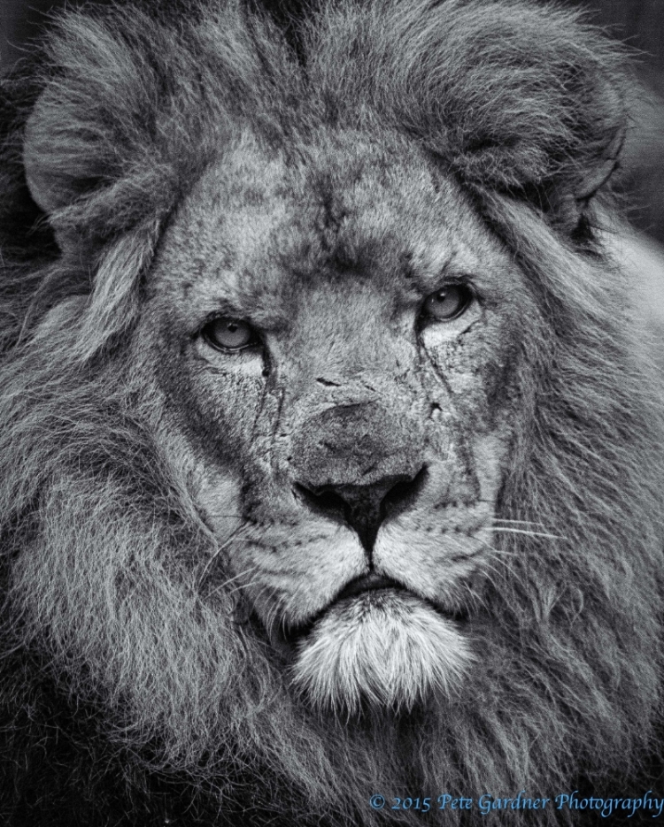 Mandela, Perth Zoo