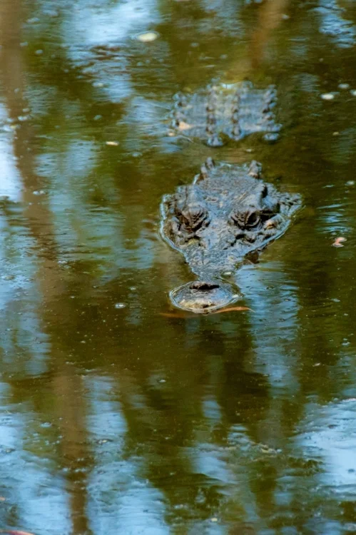 Salty, Hartley's Crocodile Farm, Cairns