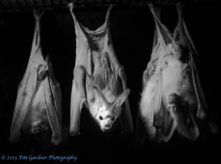 Ghost Bats, Nocturnal house, Perth Zoo