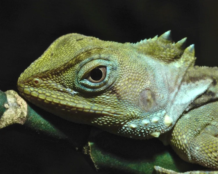 Boyds Tree Dragon, Daintree Rainforest, QLD
