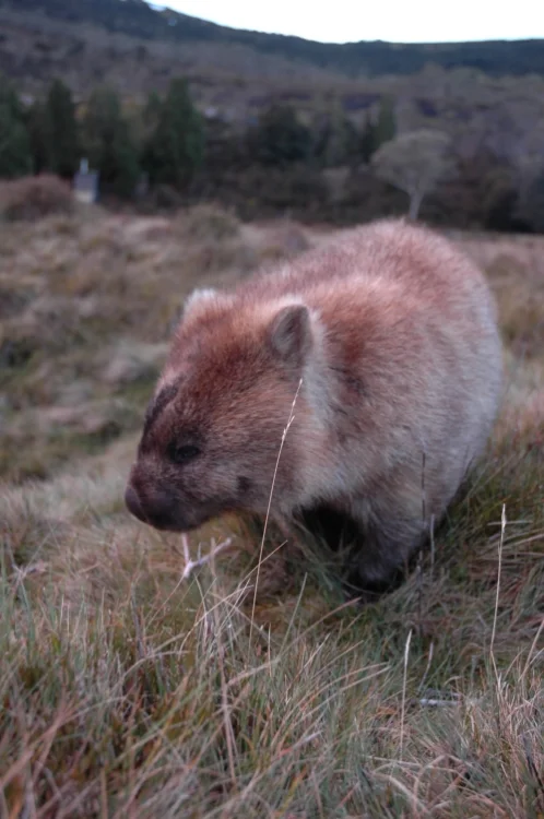 Wombat, Cradle Mountain National Park, TAS