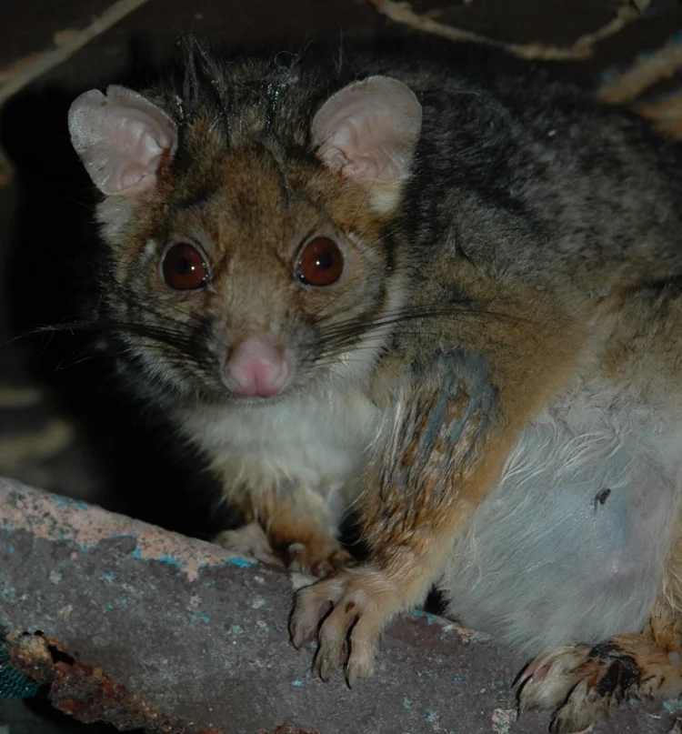 Possum, Urban roofspace, Sydney, NSW