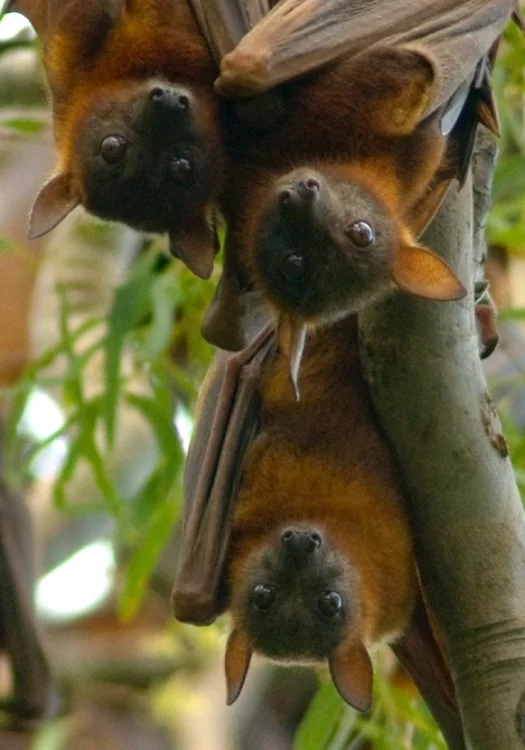Fruitbats, Hervey Bay, QLD