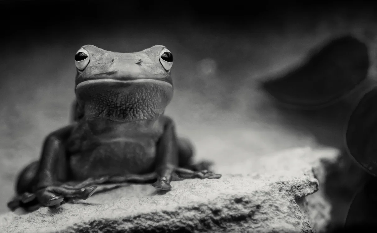 Frog-1.jpg