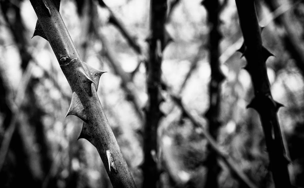 Thorns-1.jpg