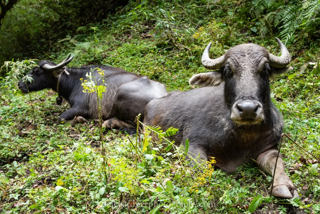 Nepal 2018 Day 8 web-38.jpg