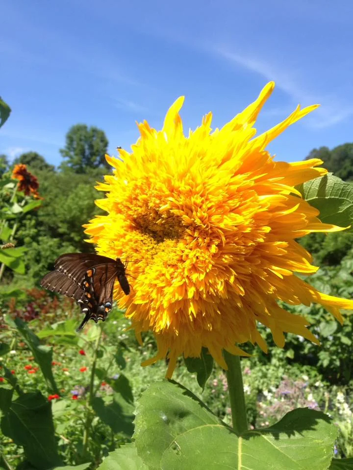 Sunflower & Butterfly.jpg