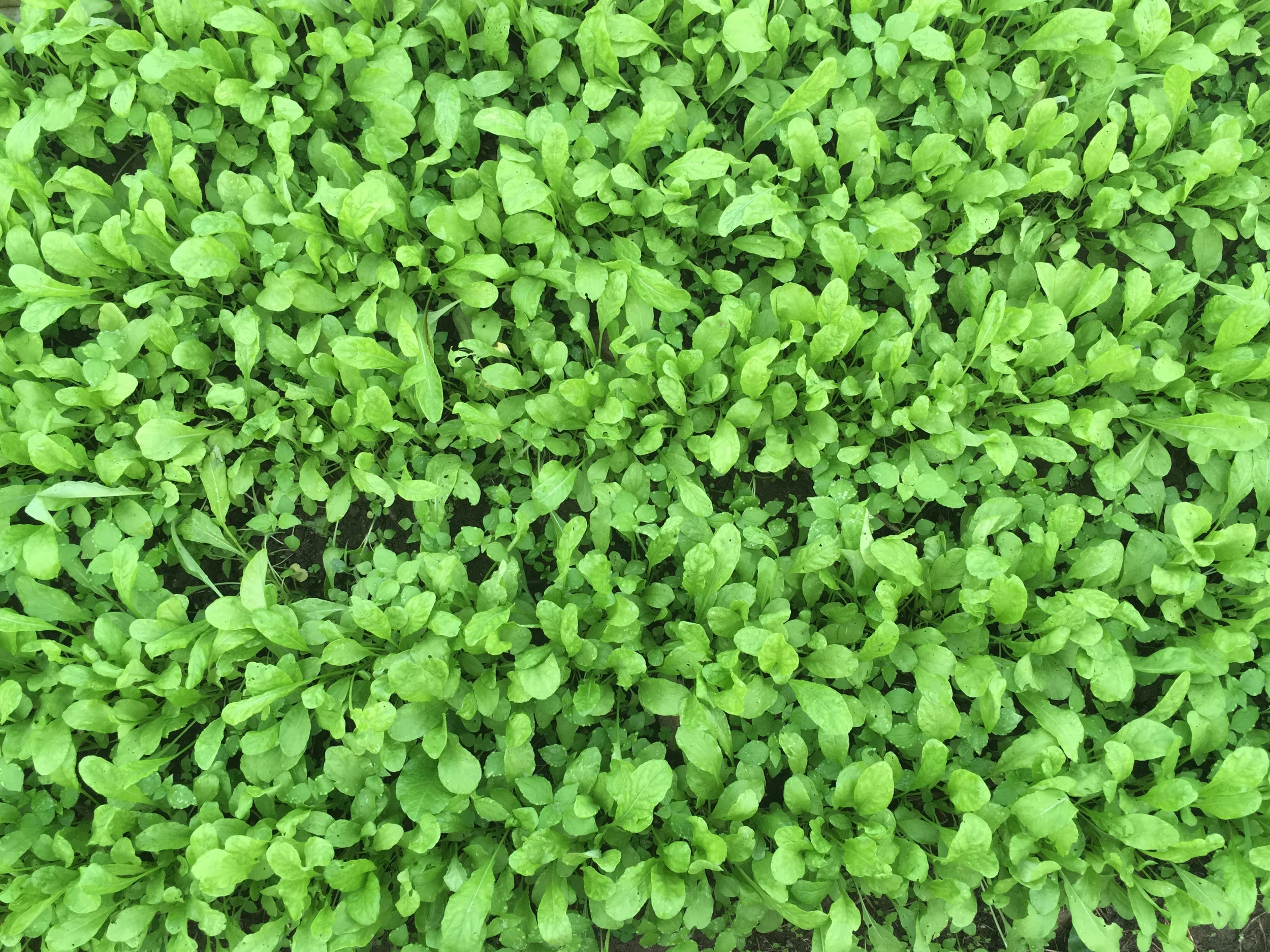 Arugula.jpg