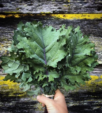 Red Russian kale, quite a different look from lacinato or curly.
