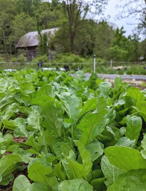 Arugula