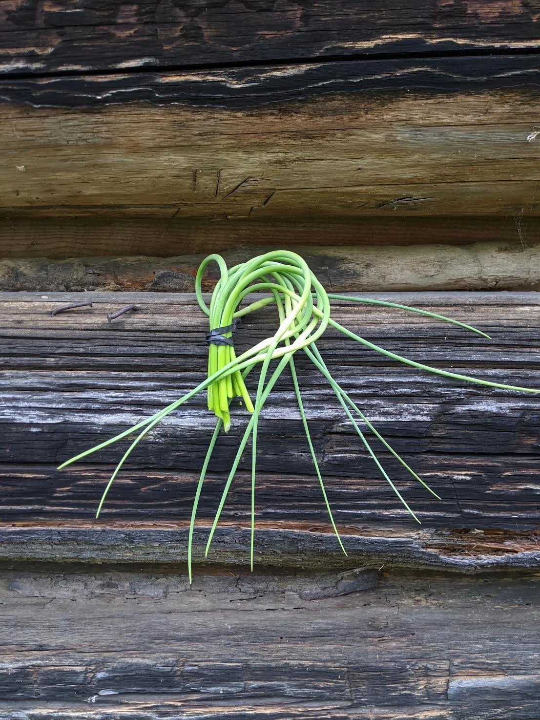 Garlic Scapes