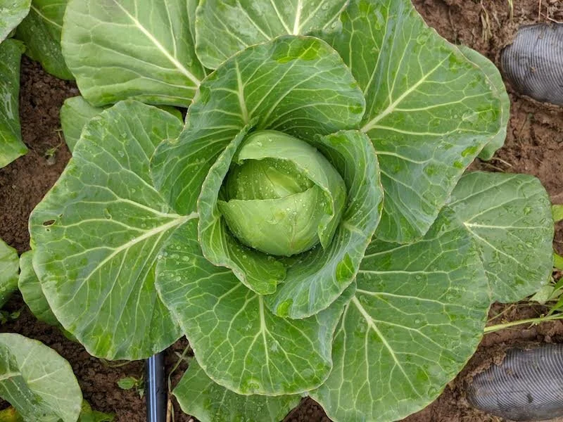 Cabbage