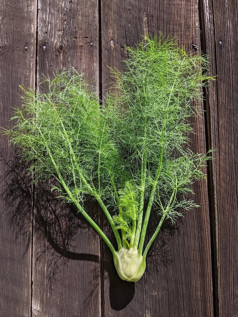 Fennel - baby