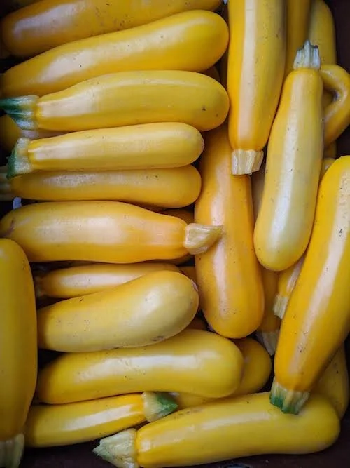 Zucchini - Yellowfin