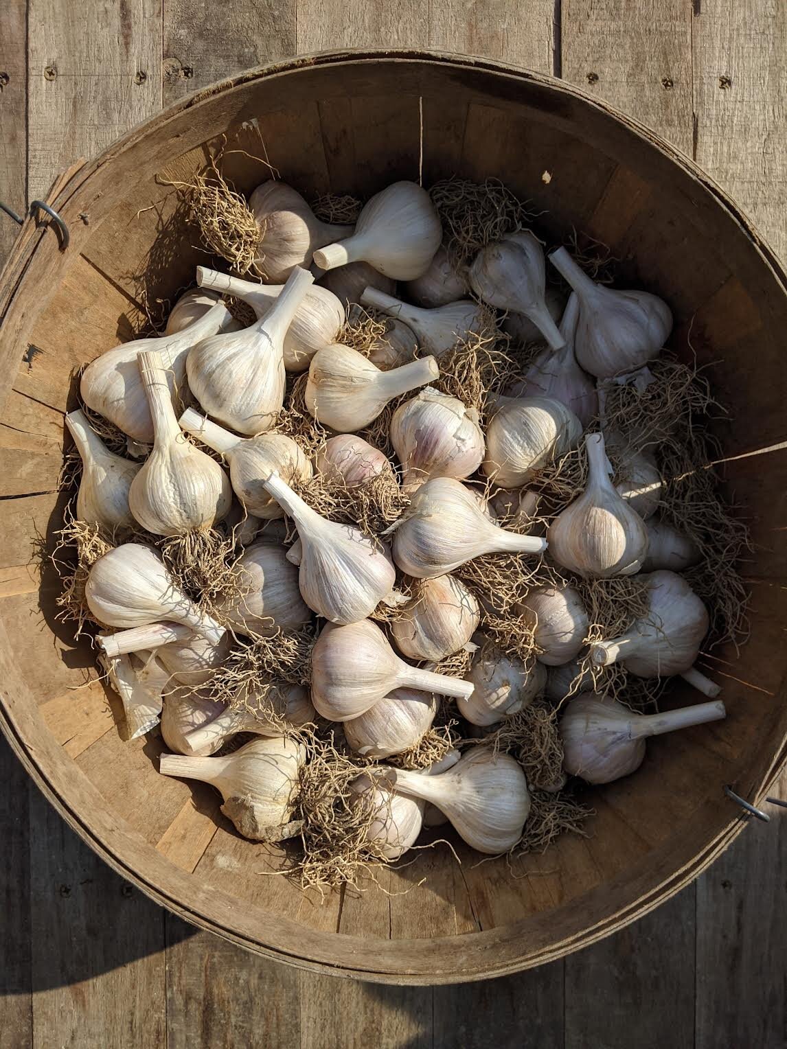 garlic.jpeg