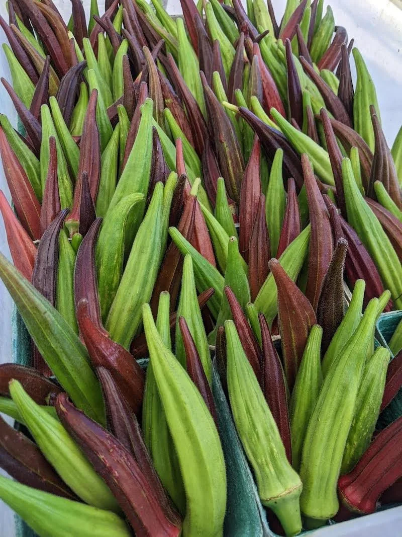 okra.jpeg