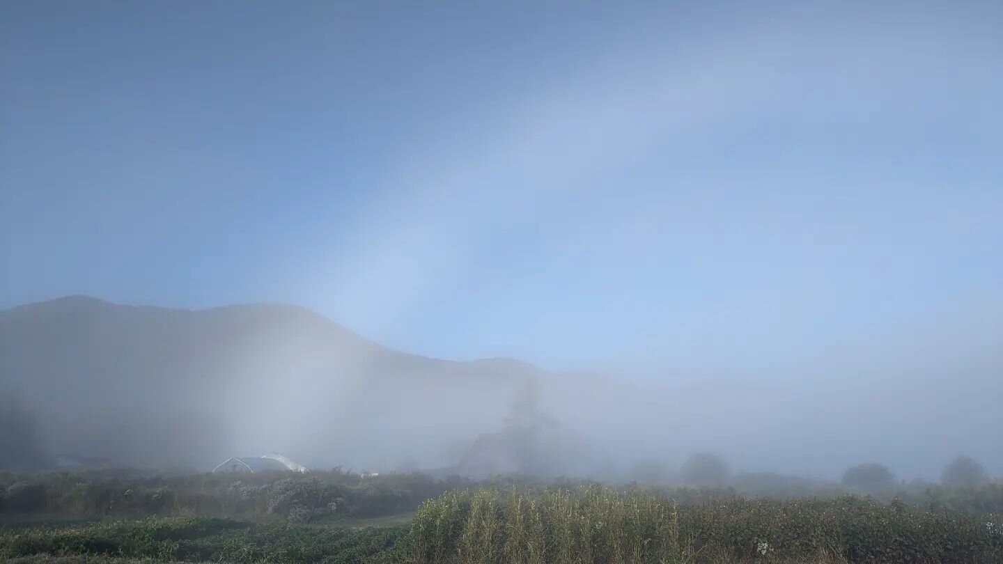 Ghost Rainbow | Fog Bow 
This morning over the Market Garden