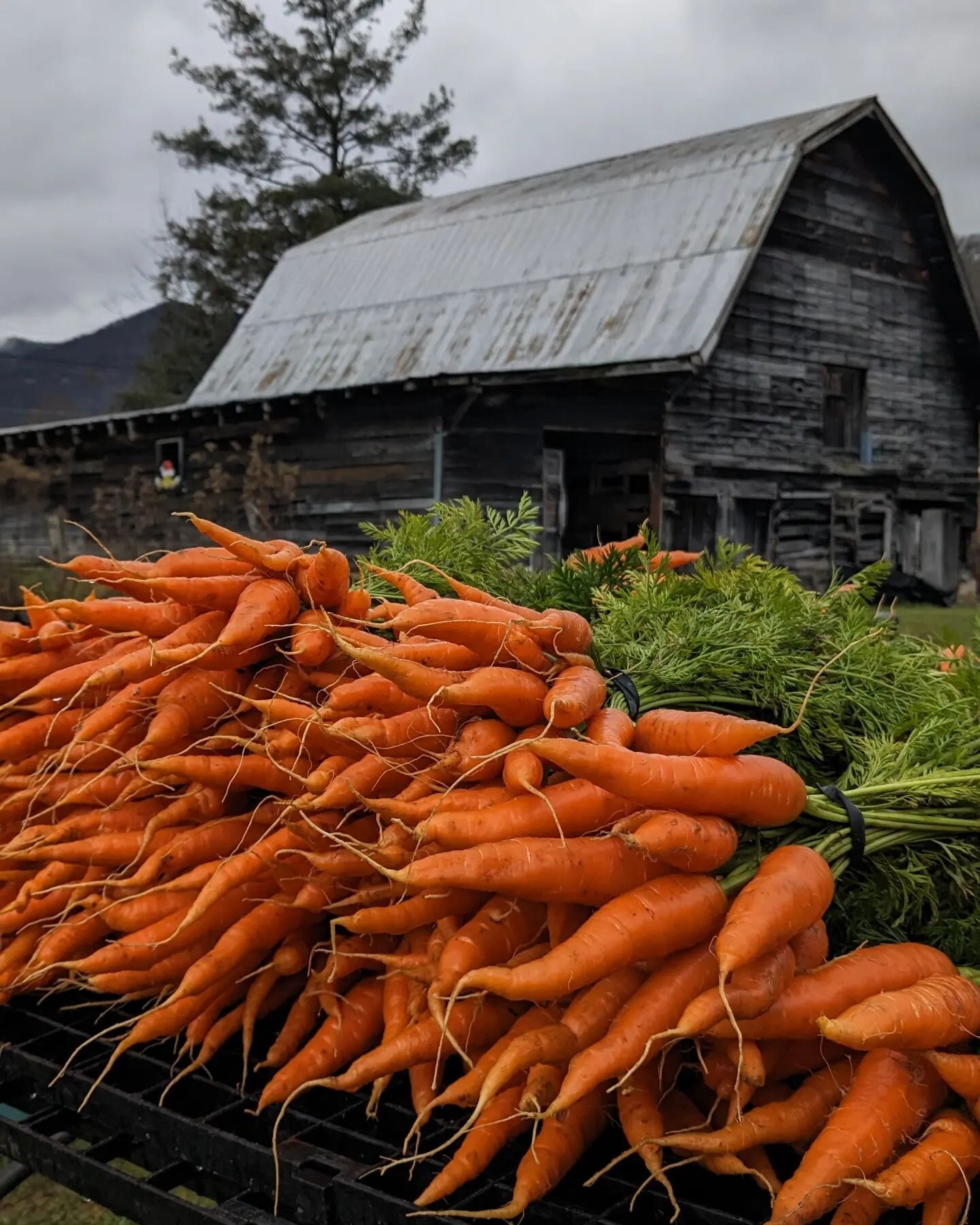 Carrots bringing the color to this gray afternoon as they are tidied up for the farmers market tomorrow 🥕

You can find these carrots &amp; more at:
🧺 Haywood Historic Farmers Market
📍 250 Pigeon Street, Waynesville NC
🗓️ Saturday 9am to noon
🌧️