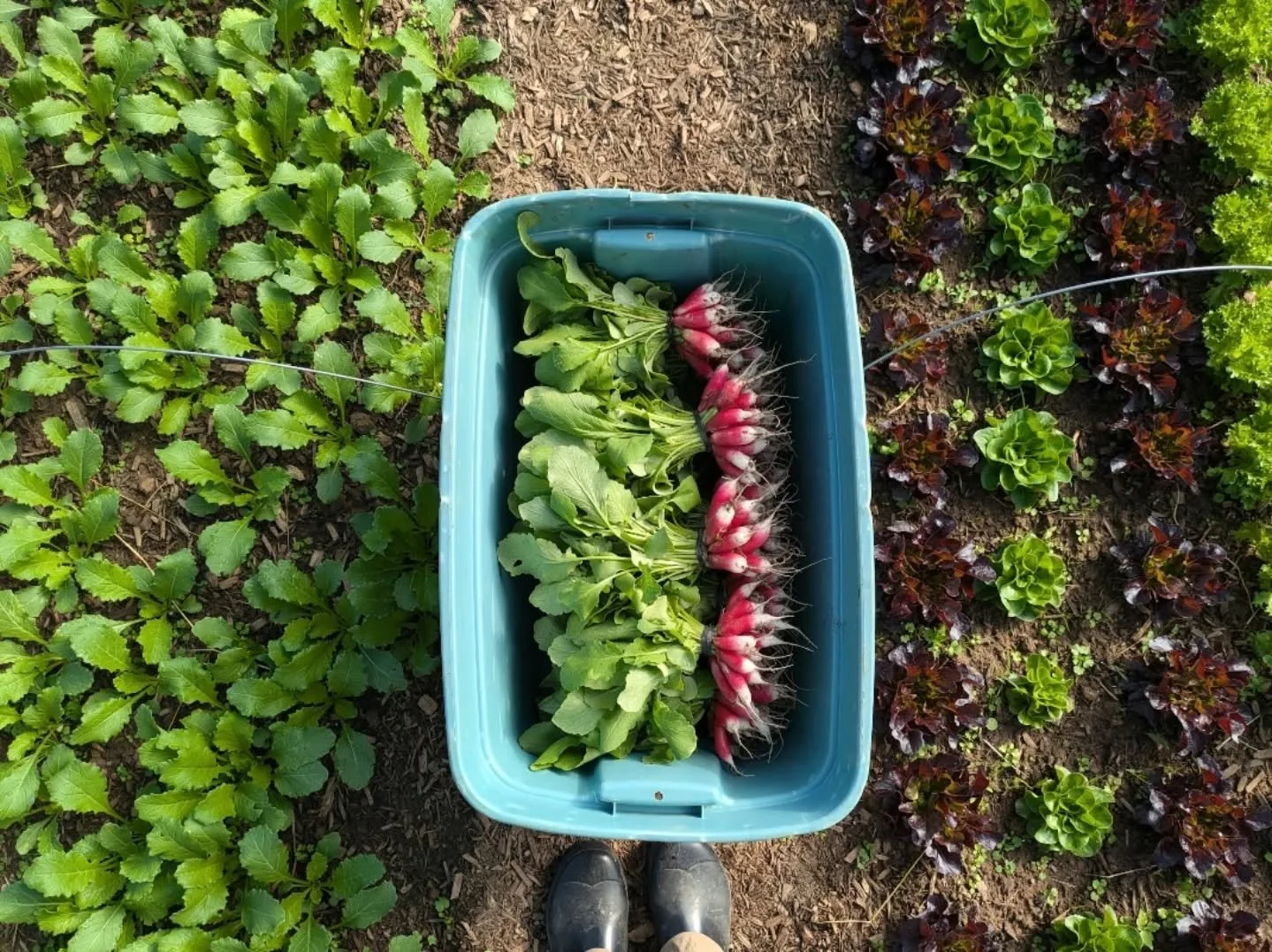 Taking a moment to share our hopes for the 2026 season with you - something that feels particularly relevant with the start of a new year!

This upcoming season within the market garden feels like a turning point. We&rsquo;re moving forward with new 