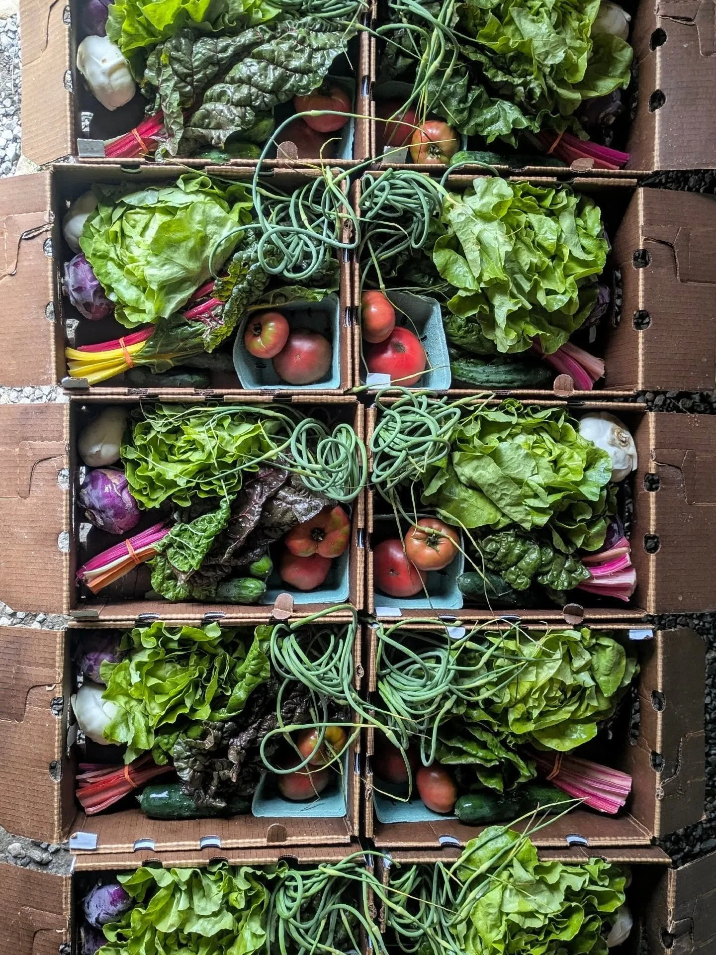 Our 2025 Community Supported Agriculture (CSA) program carried so much of the season&rsquo;s color and energy that it felt right to share a glimpse of it here. These photos reflect what each week held - bright, abundant, and full of the food we love 