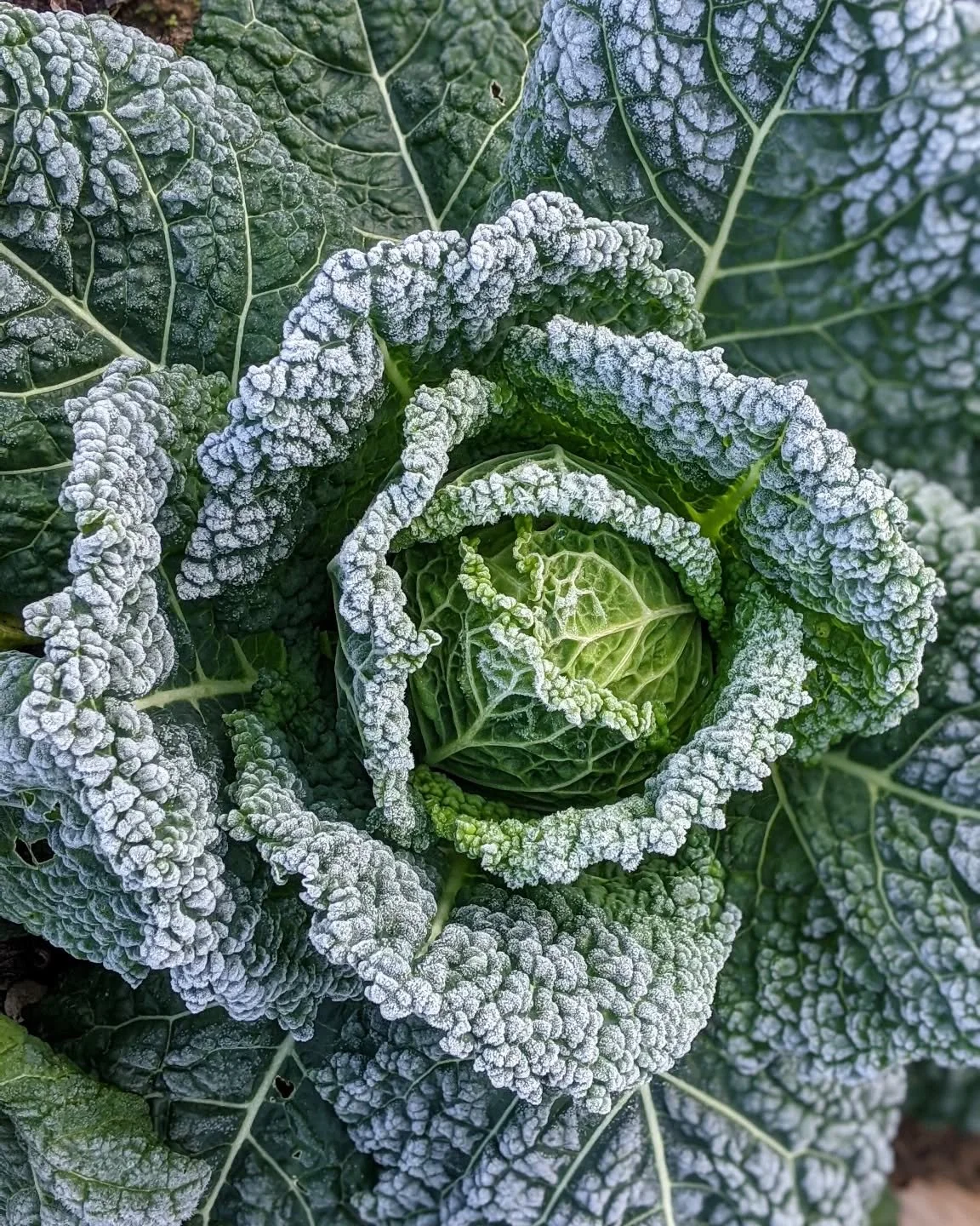 Let's talk about Funding Freezes 🥶

As small-scale farmers, we&rsquo;re no strangers to uncertainty - weather, markets, and policies constantly shift beneath our feet. But in recent weeks, a different kind of uncertainty has surfaced, one that could