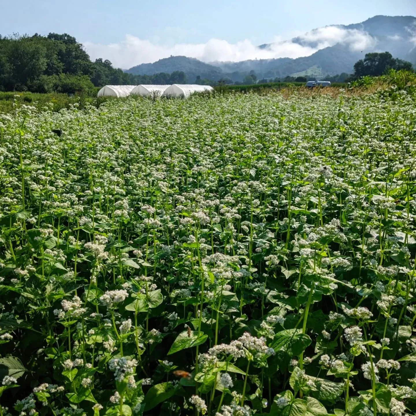 Did you know that all the fresh produce from our market garden is grown without herbicides, fungicides, or conventional ag pesticides? In short, we follow organic practices, though we&rsquo;re not officially certified.

We go beyond this by enriching