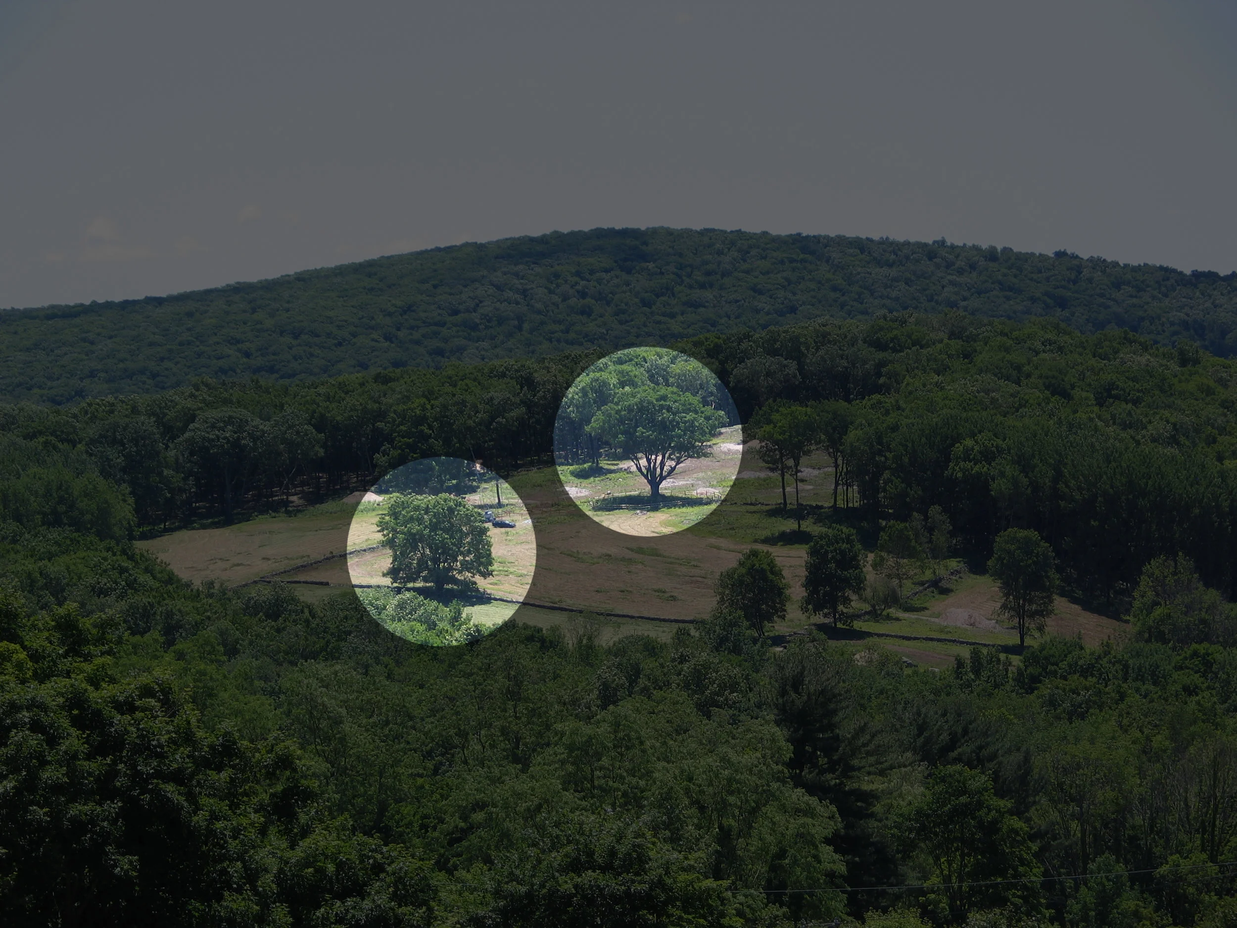  The house was designed so the owners could see these rare and magnificent American Chestnut trees from the main room and the bedroom...but could they? We needed to be sure. 
