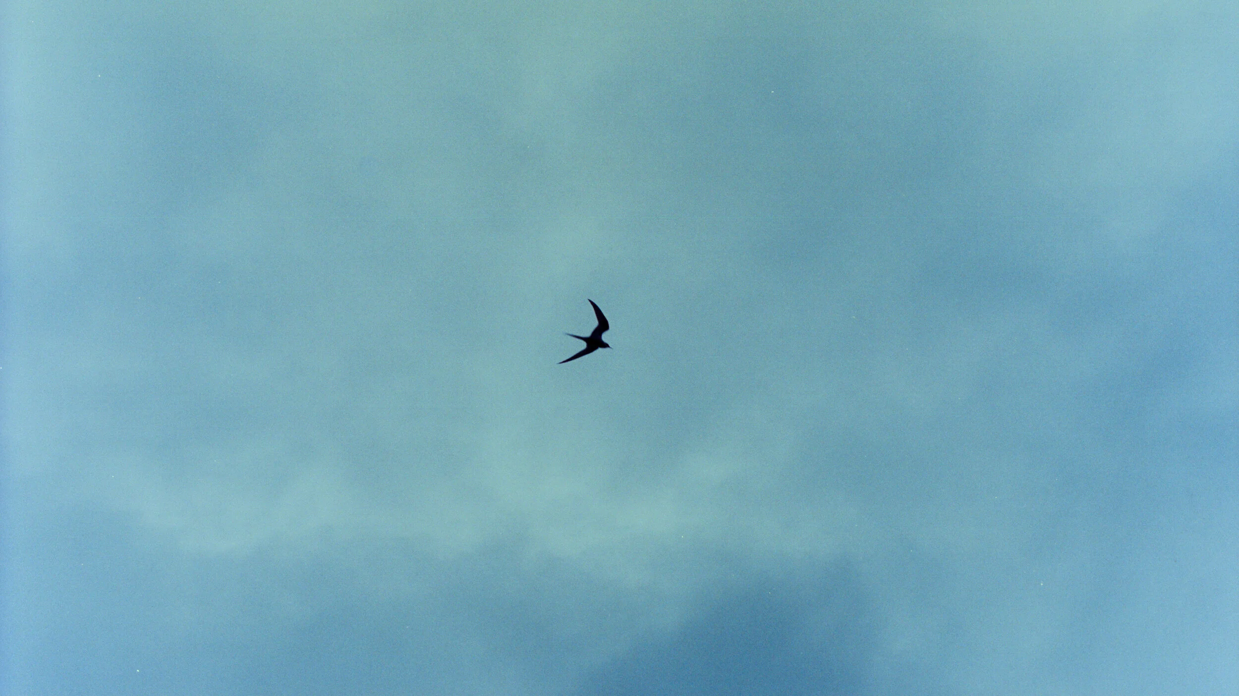 bird.jpg