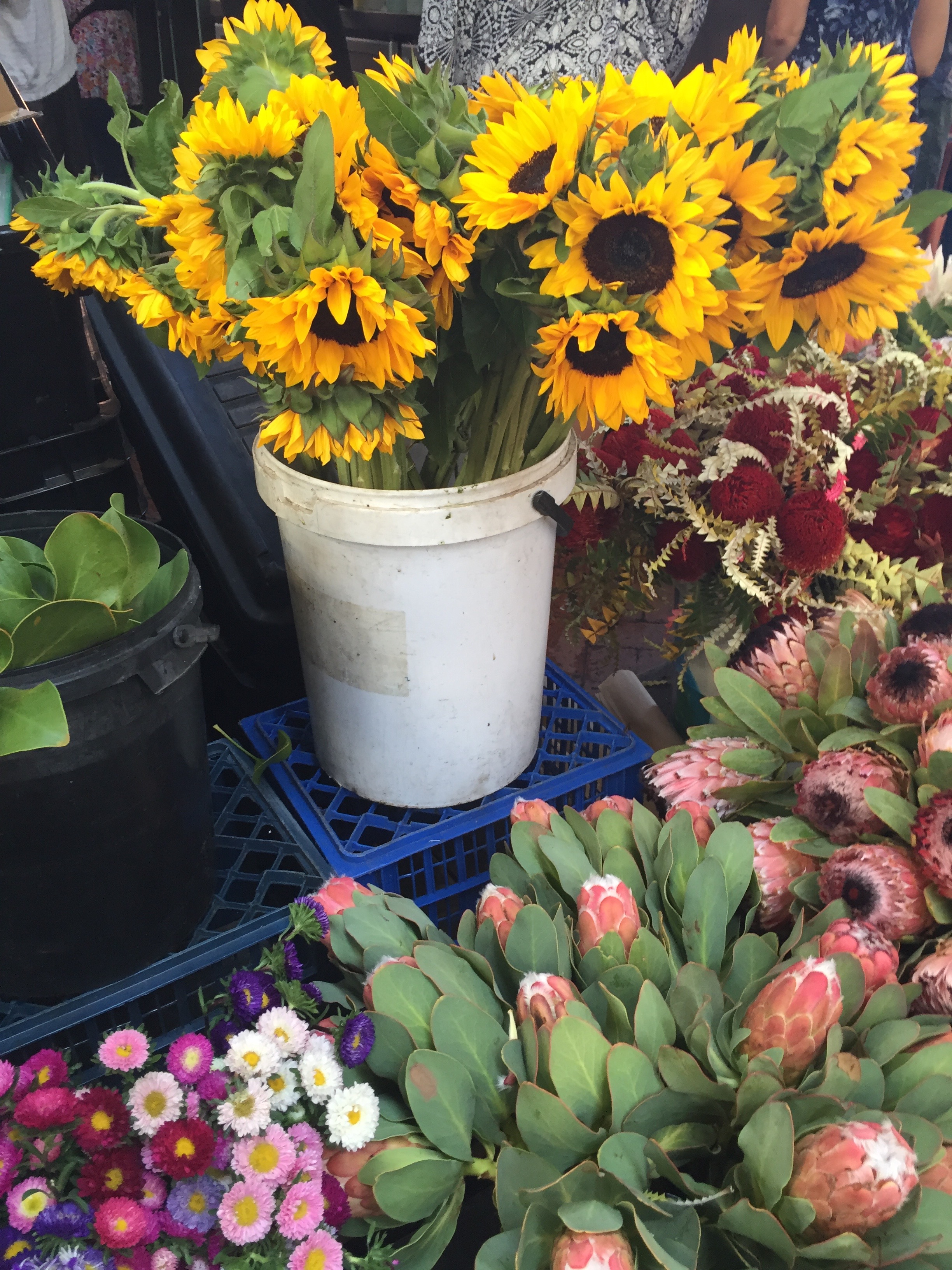 Flowers at the Old Biscuit Mill in Cape Town, South Africa