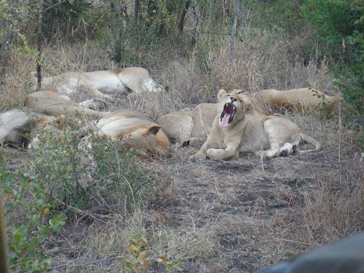 Lions during safari at kruger national park 