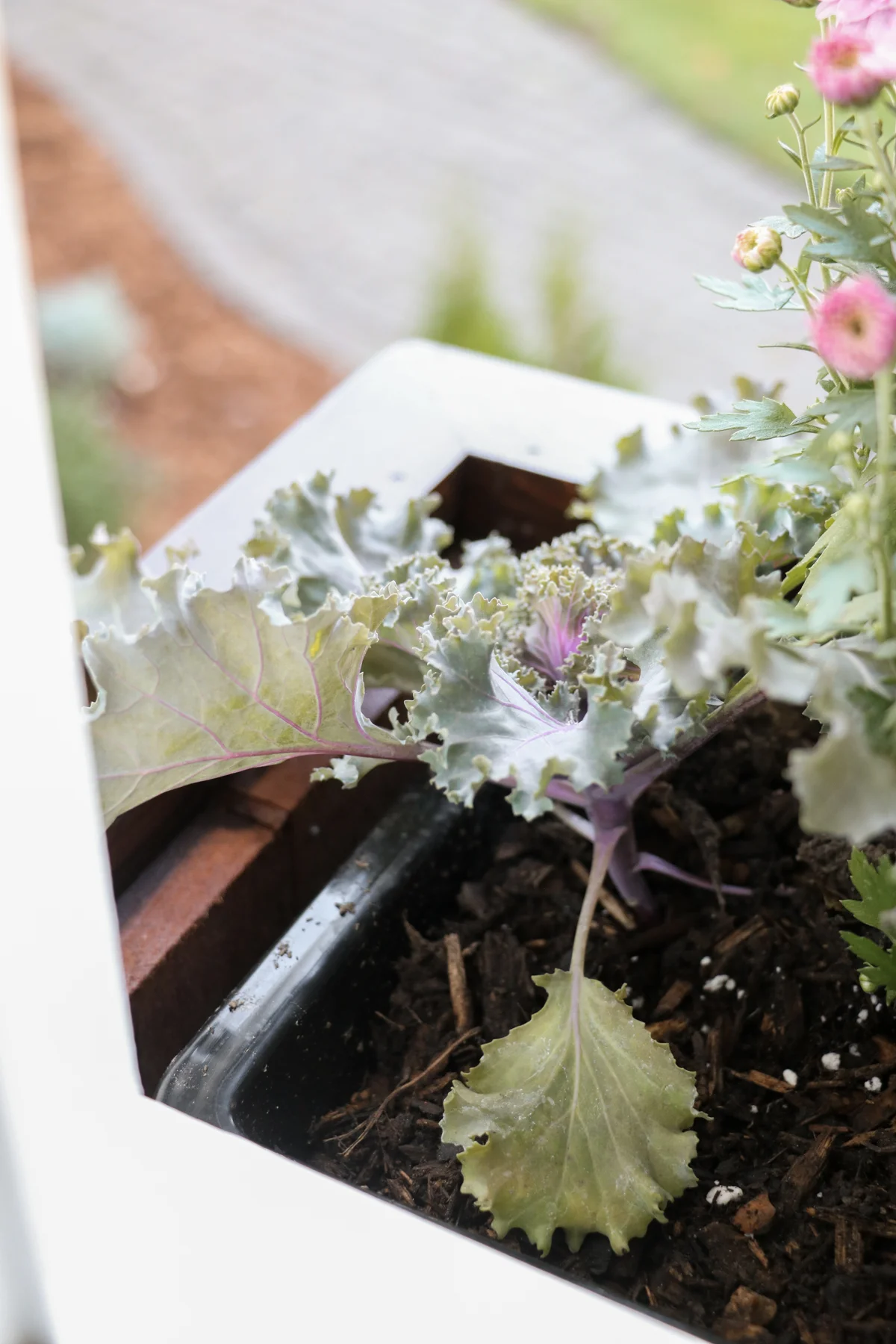 Our Homemade Window Boxes | root + dwell