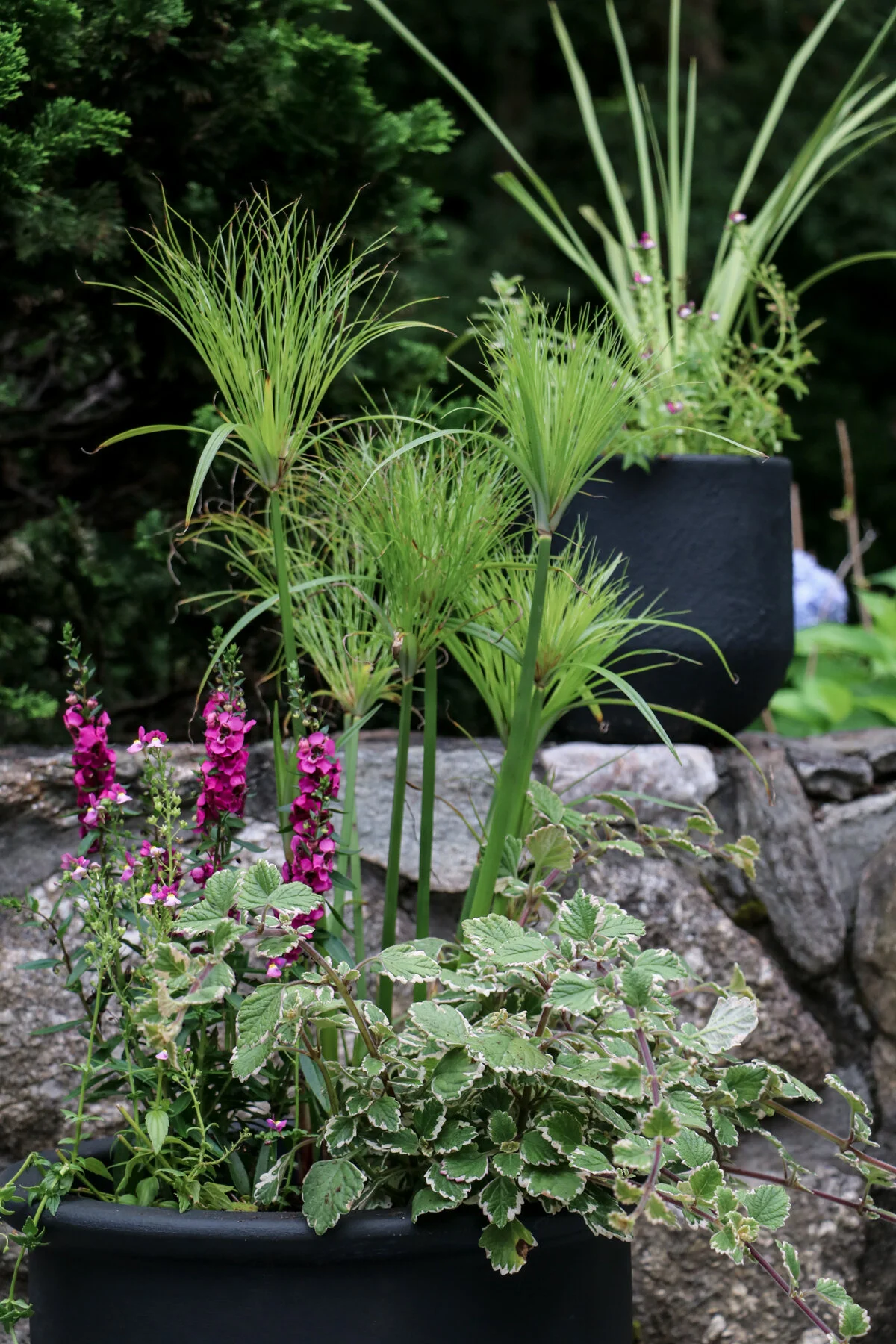 Planter Makeover + the Container Plant Combos I Used