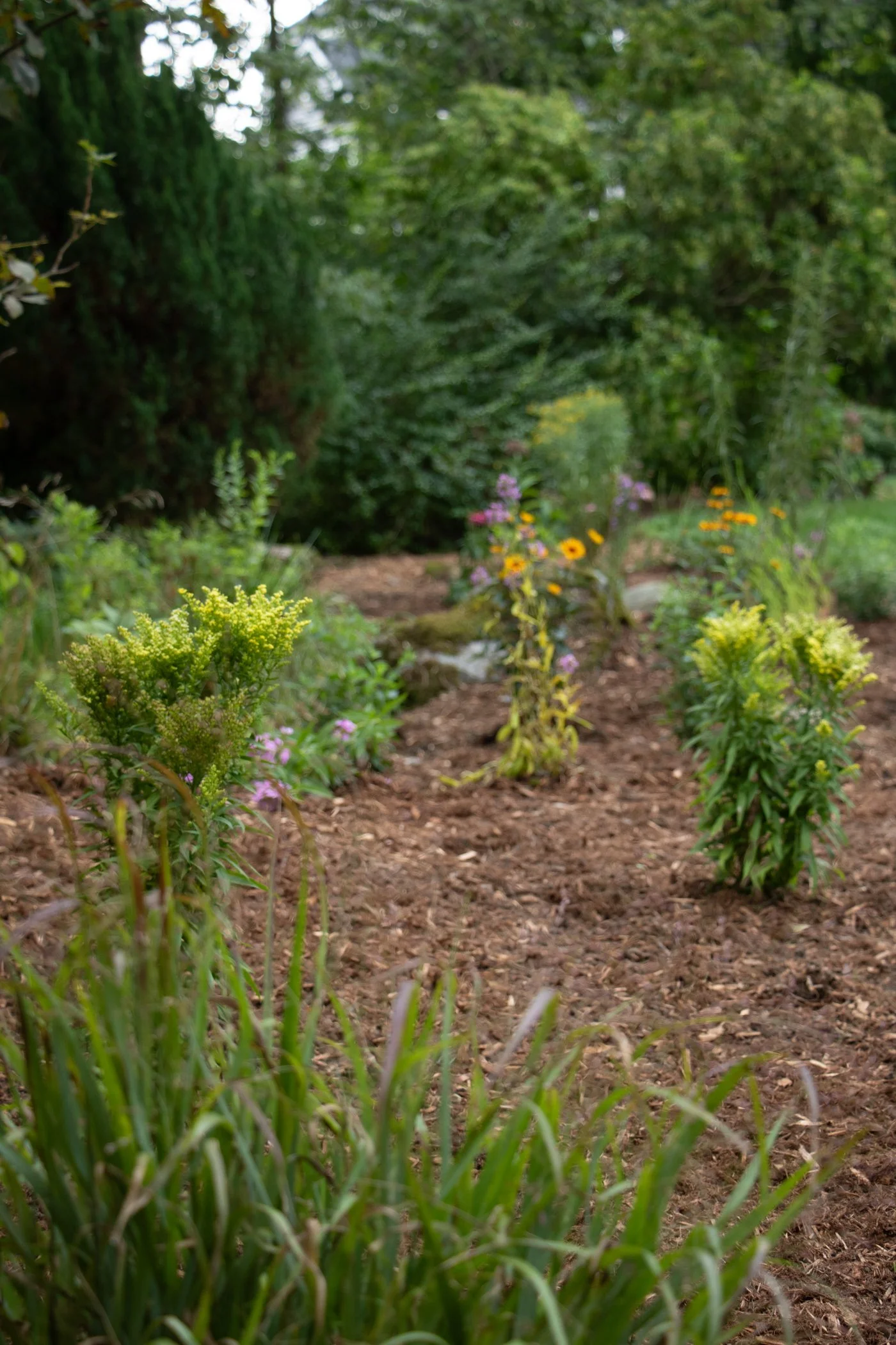 pollinator_garden_10.jpg