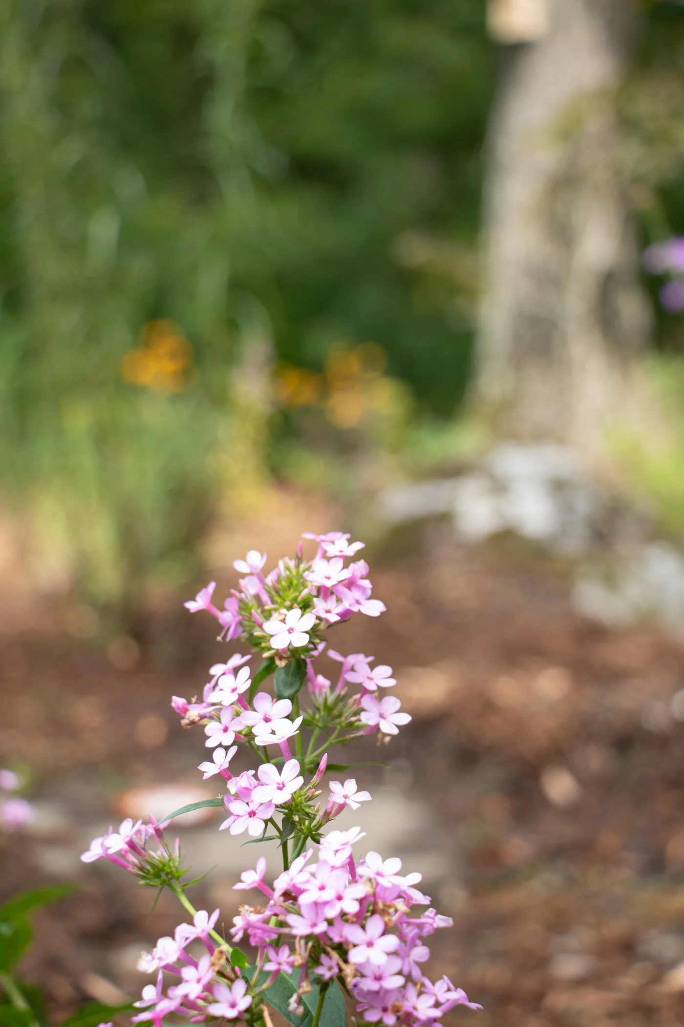 pollinator_garden_5.jpg