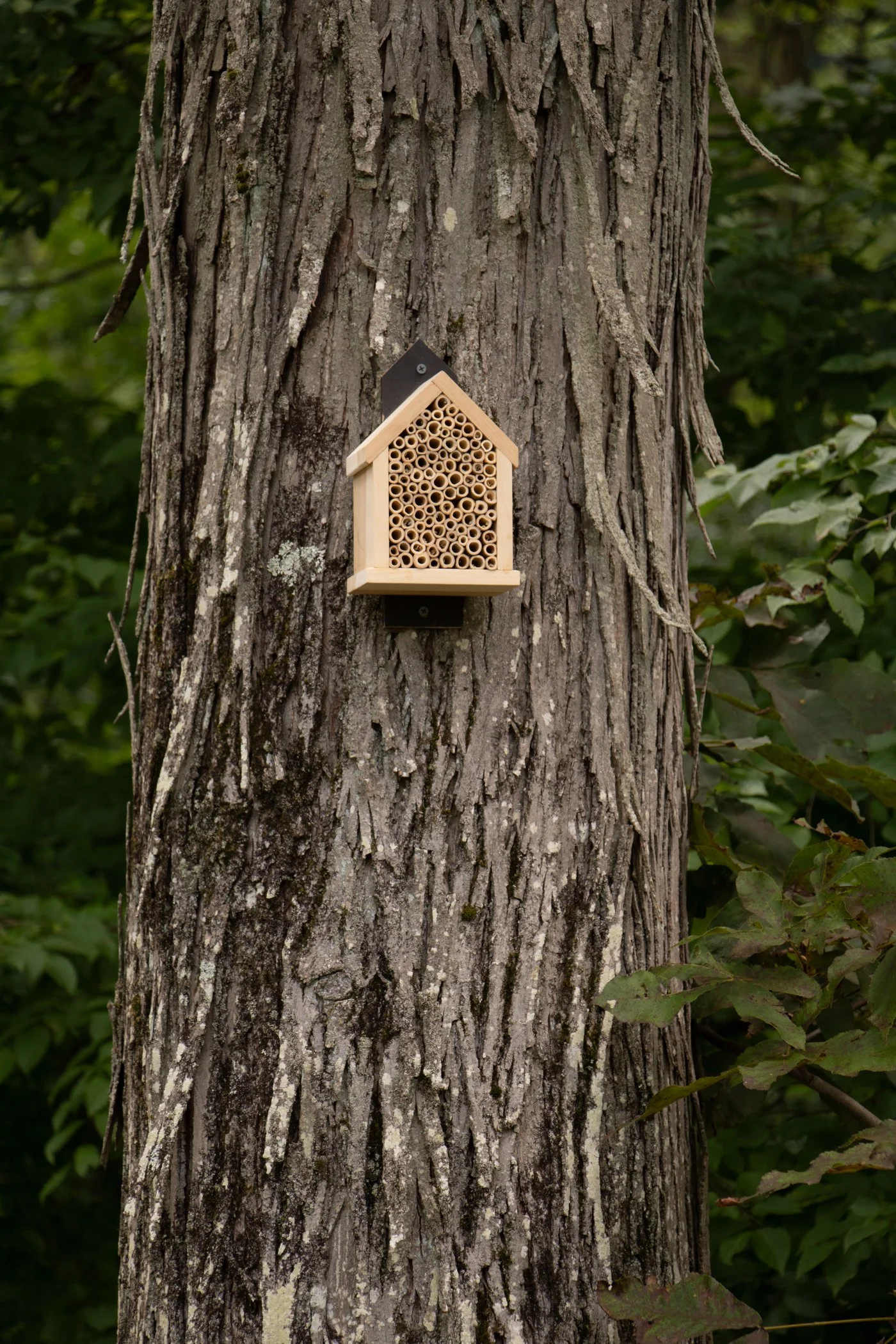 pollinator_garden_7.jpg