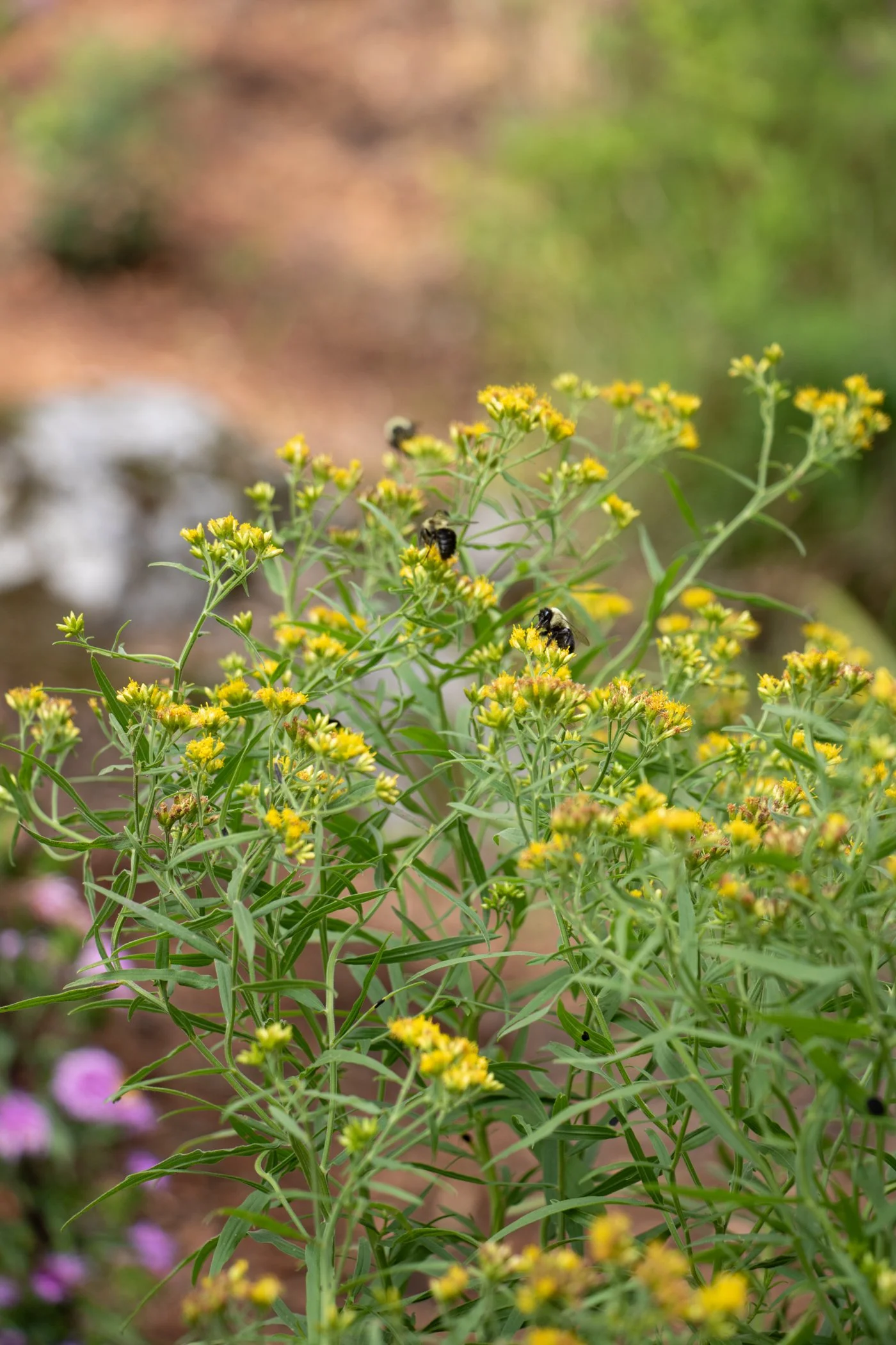 pollinator_garden_3.jpg