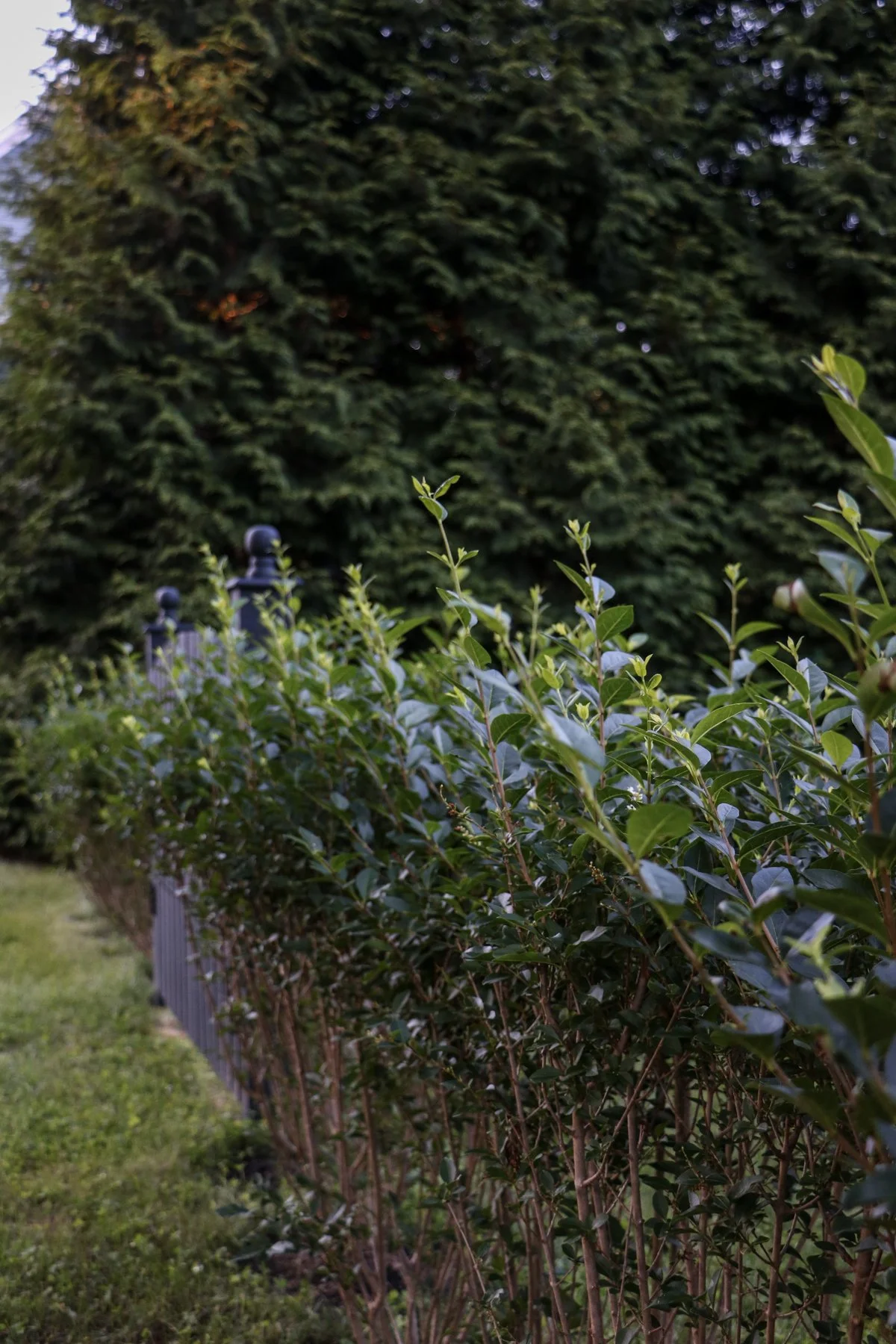 hedge_6.jpg