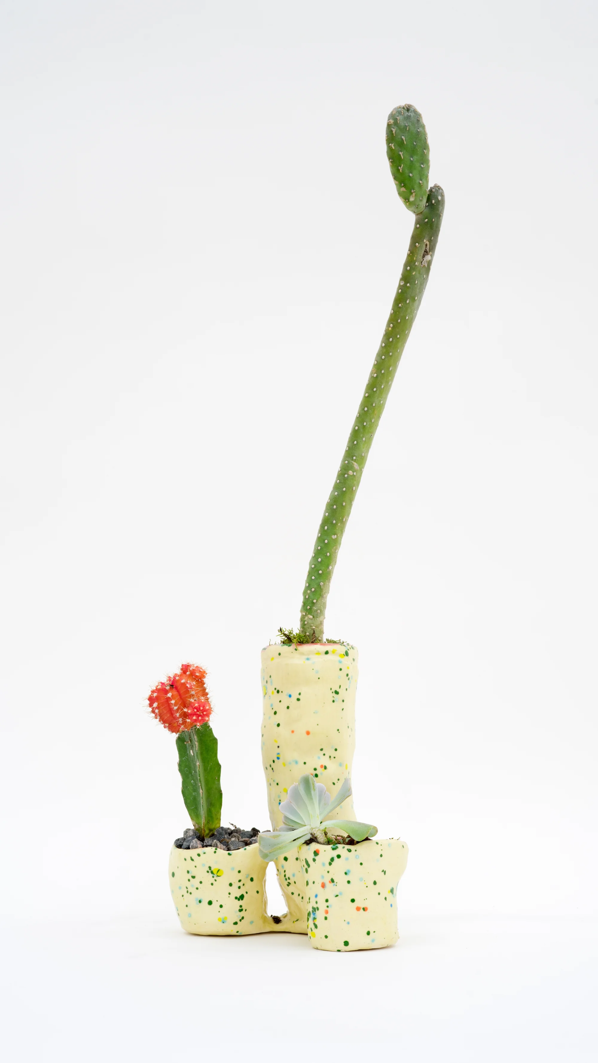 Fully Extended , 2016 Ceramic, cacti 21 × 6 × 4 in 53.3 × 15.2 × 10.2 cm