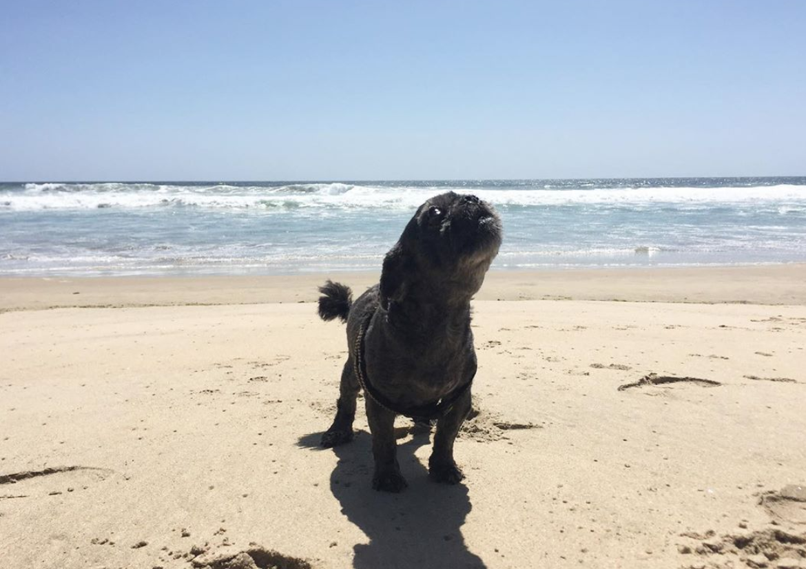 Cha Cha living his best beach life.