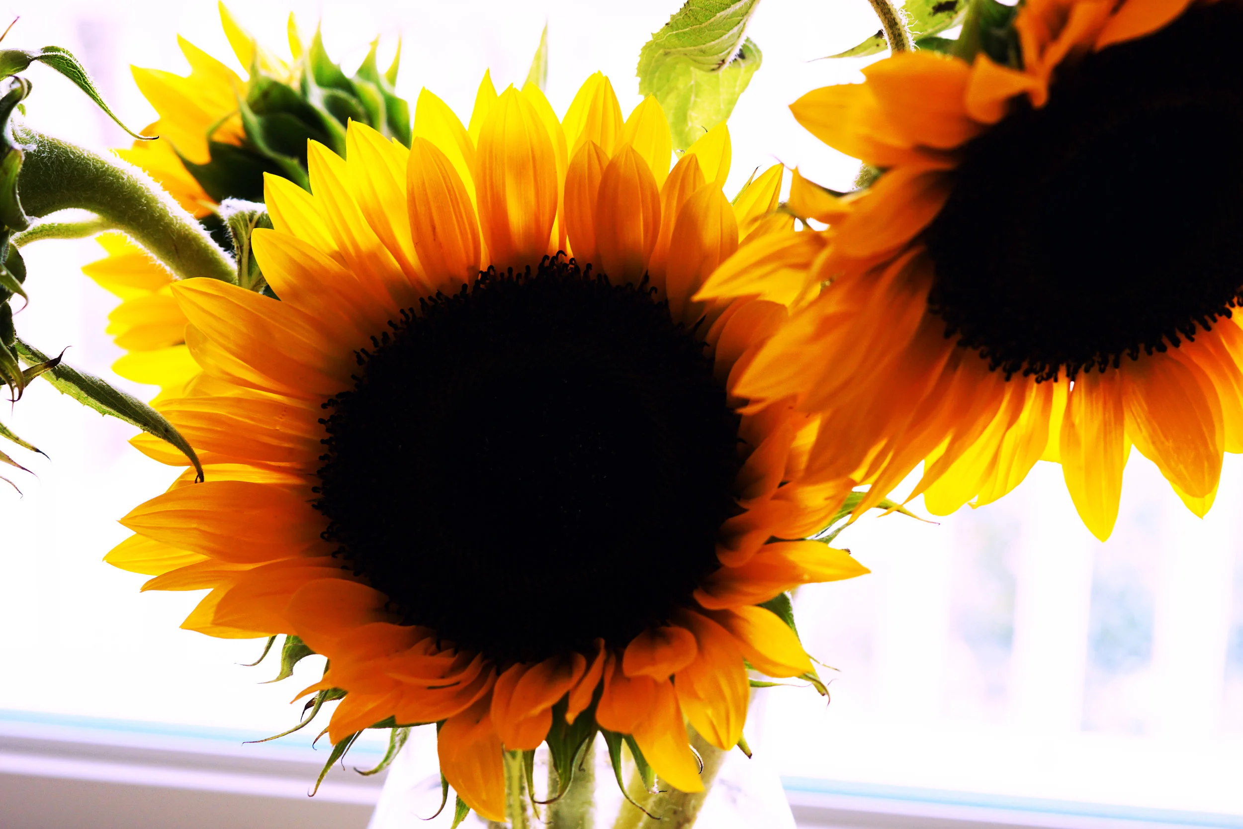 The Hills of Saint Valentine