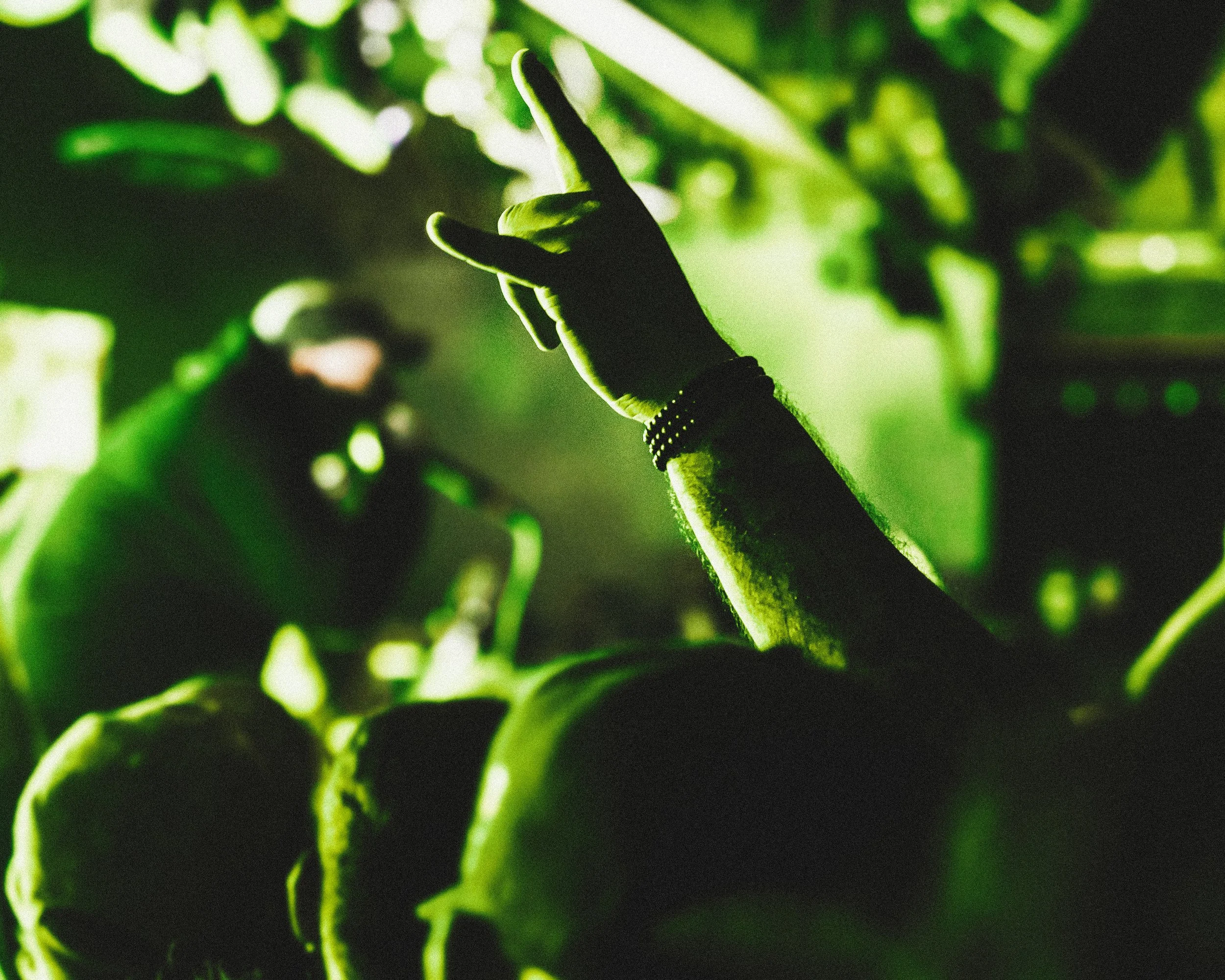 07 Acacia Strain by Adriana Torres.jpg
