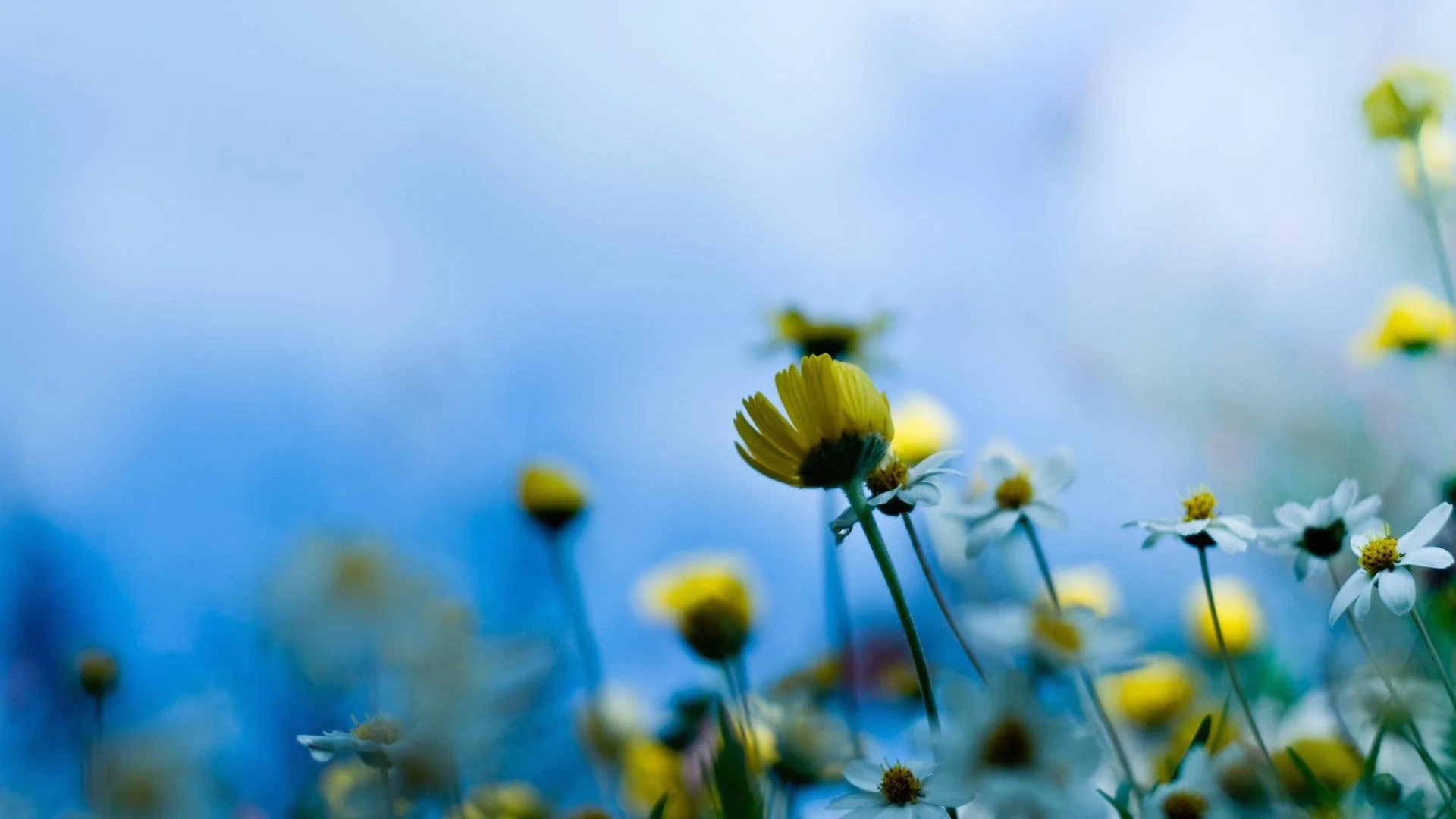 nature-wallpaper-flowers-bloom-yellow-plants-background-australia-desktop.jpg