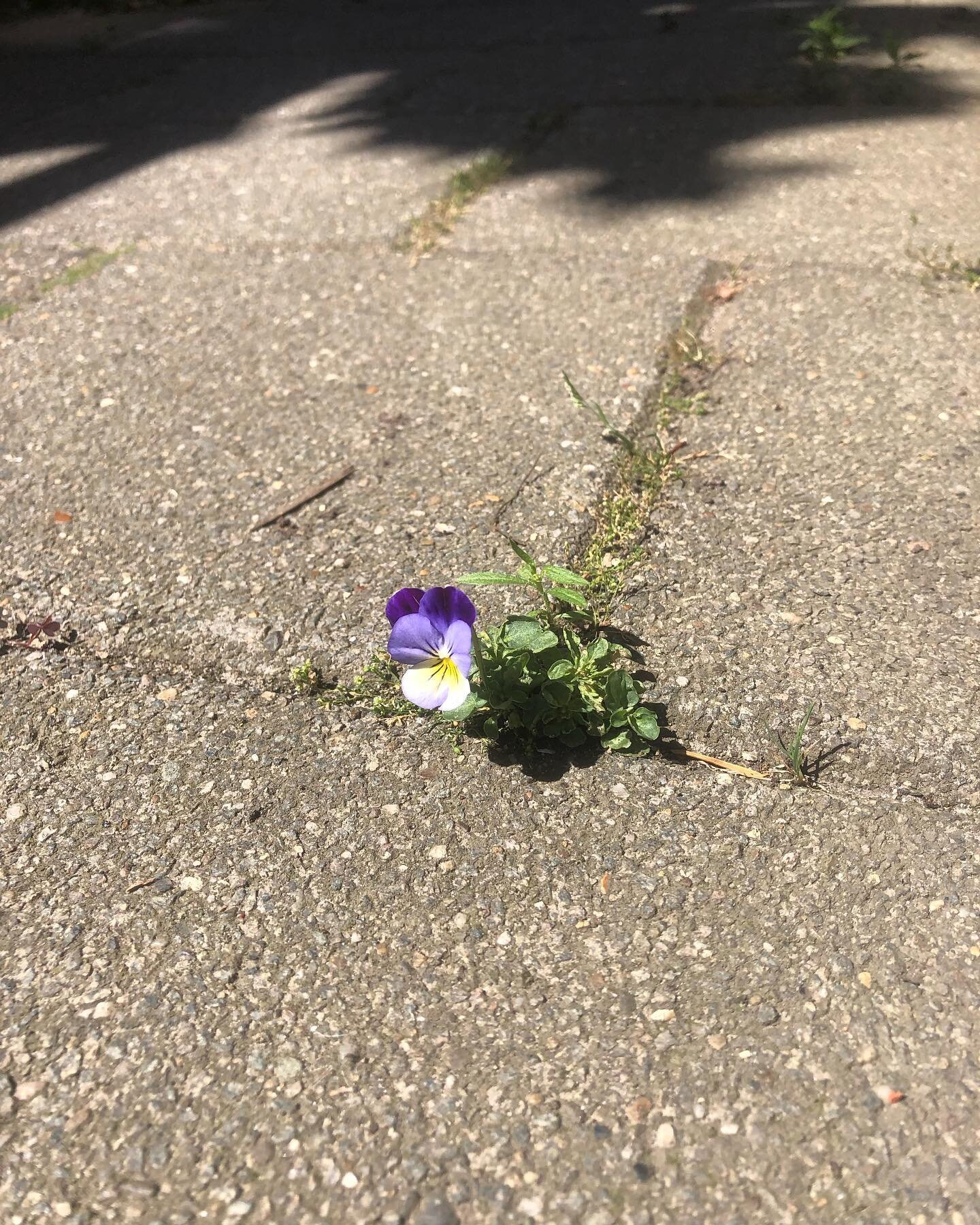 Survivor. #viooltje #bloem #verstedelijking #stoepplantjes #kunstvandenatuur