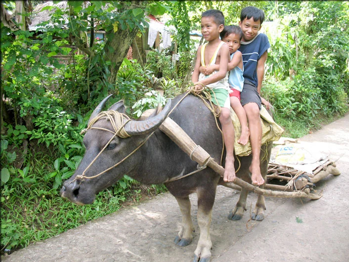 Tiger Mothers and Carabao Kids