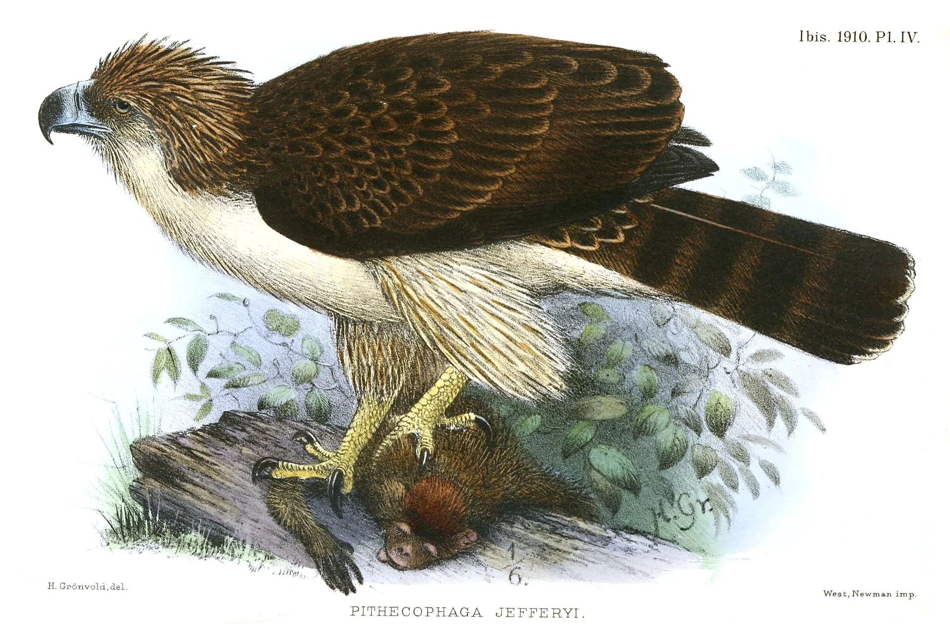 PithecophagaJefferyiGronvold.jpg