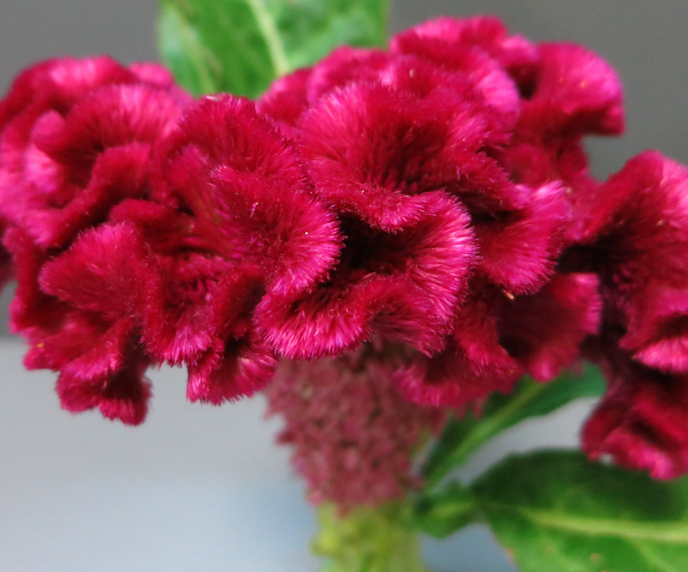 Celosia