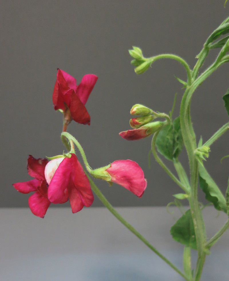 Sweet Peas