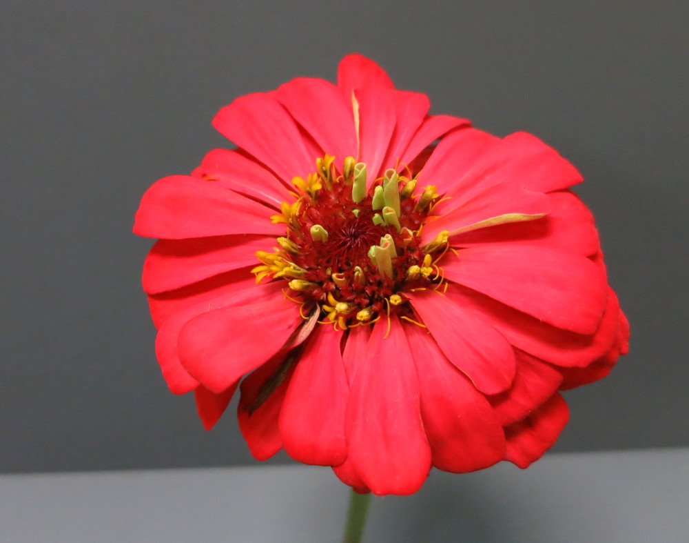 Zinnia