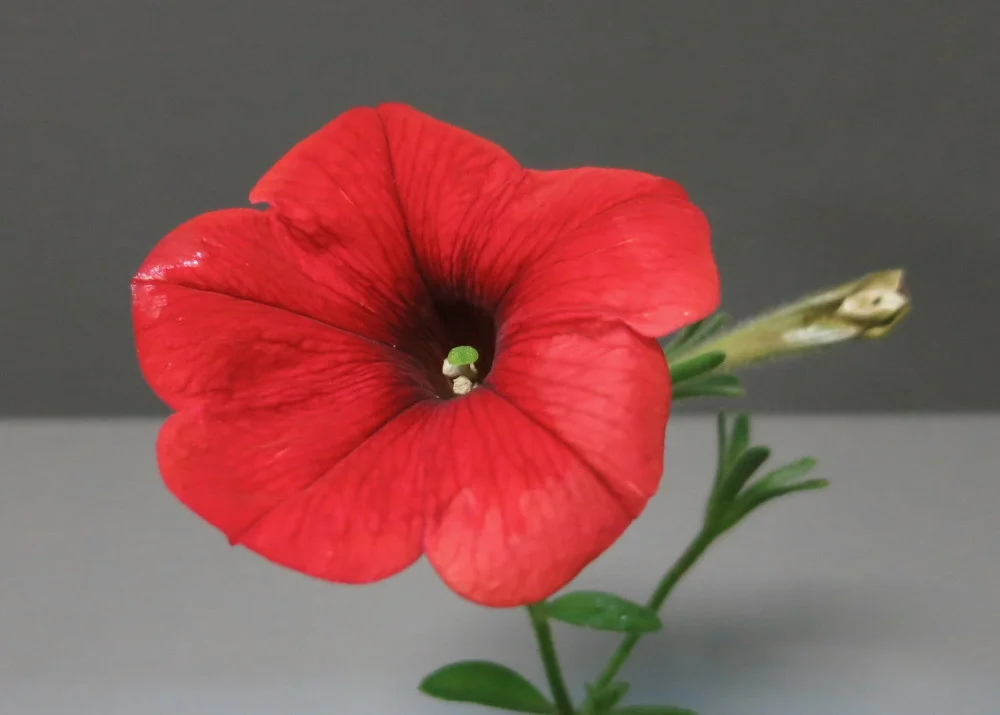 Petunia